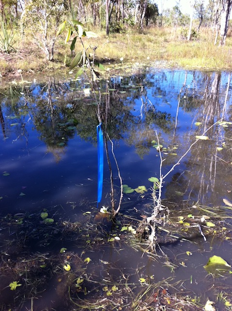 030_swamp1