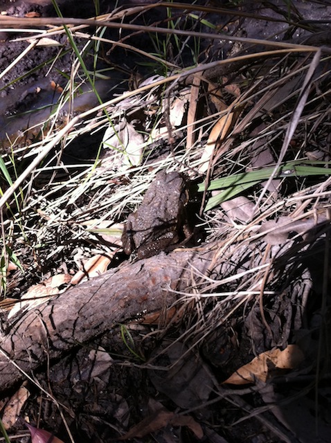 031_cane_toad
