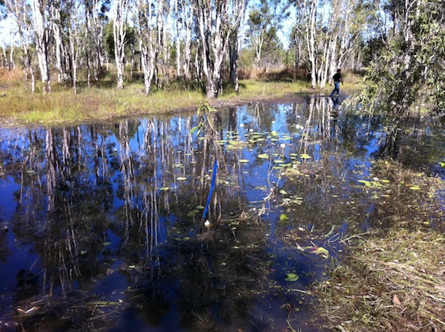 032_swamp2