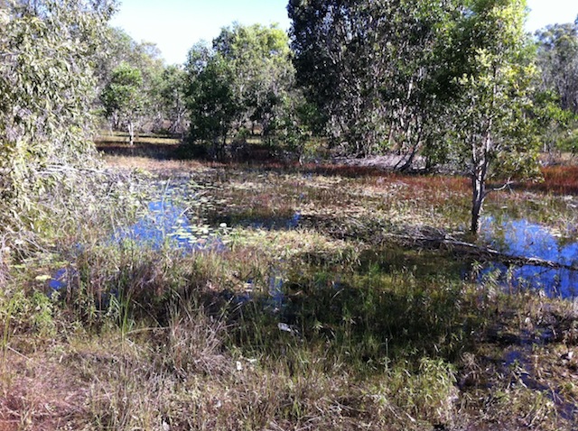 033_swamp3
