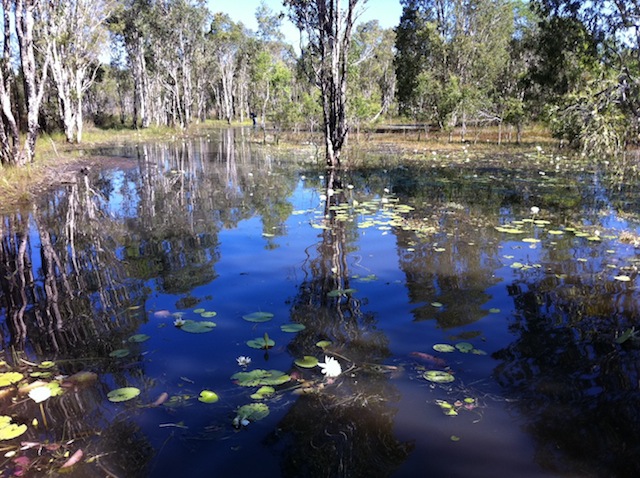 034_swamp4