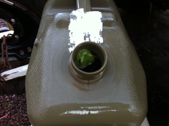 039_frog_in_jerry